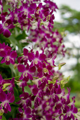 Bunches of purple petals Dendrobium hybrid orchid blossom on dark green leaves blurry background