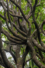 View of dark tree branches and twigs