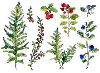 Set of hand-drawn watercolor sketch elements blueberries, lingonberries, fern, grass, blooming heather isolated