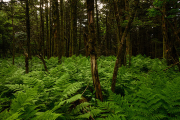Ferns Carpet Forest Floor
