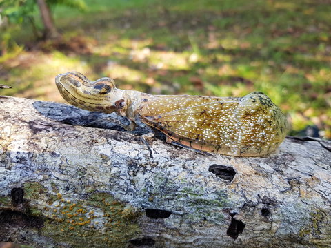 409 BEST Fulgorid IMAGES, STOCK PHOTOS & VECTORS | Adobe Stock