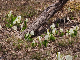 水芭蕉　群生地