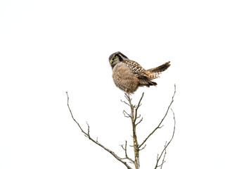 Northern Hawk Owl Perched on Top of the Tree in Winter, Isolated