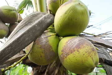 the coconut hanging with coconut tree it's looks delicious 