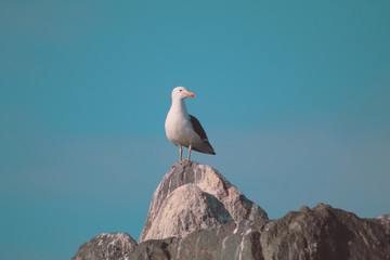 seagull on rock