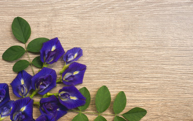 Top view of beautiful blue Butterfly pea, known as bluebell vine or Asian pigeon wings, decorate on a brown wooden background with copy space