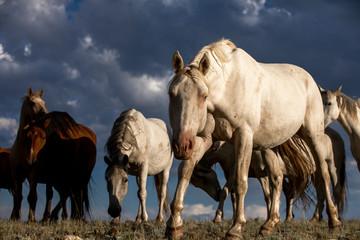 Obraz premium Wild Horse Herd