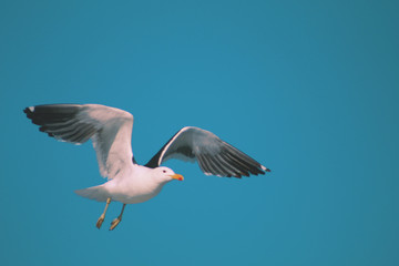 seagull flying in the sky