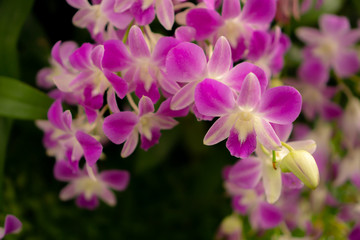 Naklejka na ściany i meble Orchids garden, bunches of pink petals Dendrobium hybrid orchid blossom on dark green leaves blurry background