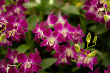 Orchids garden, bunches of pink petals Dendrobium hybrid orchid blossom on dark green leaves blurry...