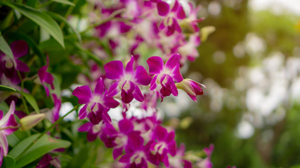 Orchids garden, bunches of pink petals Dendrobium hybrid orchid blossom on dark green leaves blurry background