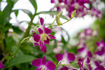 Orchids garden, bunches of pink petals Dendrobium hybrid orchid blossom on dark green leaves blurry background