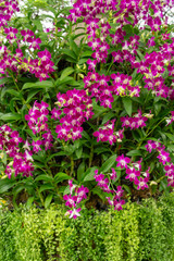 Bunches of purple petals Dendrobium hybrid orchid blossom on green leafs tree, image verticale