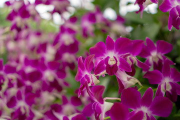 Fototapeta na wymiar Orchids garden, bunches of pink petals Dendrobium hybrid orchid blossom on dark green leaves blurry background