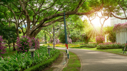 Orchids garden in a park, Pink Dendrobium hybrid orchid blossom on the trees, pink Siam tulip or Summer tulips and flowering plant blooming beside a walkway grey pavement under sunshine morning