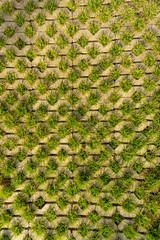 Fresh green grass in turf block for decorate backyard lawn in garden, top view image