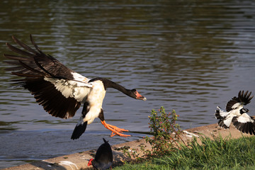Magpie Goose Landing at edge of pond