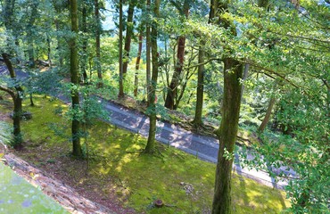 森　道　秋　風景　杤木