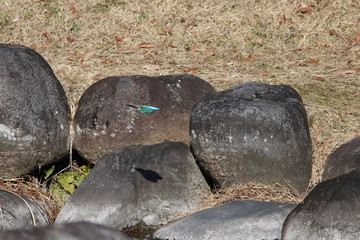 カワセミの飛翔