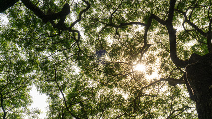 Upward view image to greenery leaves branches of big Rain tree plant sprawling under sunshine and white sky, concept for leaf of nature background