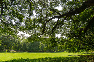 The greenery leaves branches of big Rain tree sprawling cover on green grass lawn under sunshine morning, plenty trees on background in the publick park