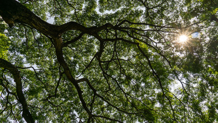 Obraz premium Upward view image to greenery leaves branches of big Rain tree plant sprawling under sunshine and white sky, concept for leaf of nature background, vertical photo