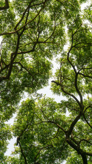 Upward view image to greenery leaves branches of big Rain tree plant sprawling under white sky, concept for leaf of nature background, vertical photo