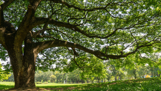 The greenery leaves branches of big Rain tree sprawling cover on green grass lawn under sunshine morning, plenty trees on background in the publick park