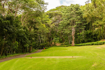 Landscape at the golf course. Tropical zone
