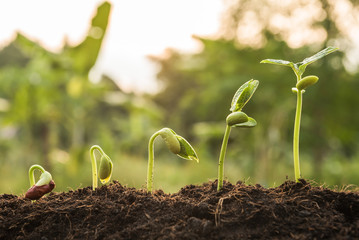 the seedling are growing from the rich soil to the morning sunlight that is shining, seedling, cultivation. agriculture, horticulture. plant growth evolution from seed to sapling, ecology concept.