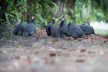Group of  guineafowl  in the wild.Domestic guineafowl sometimes called pintades, pearl hen, or gleanies