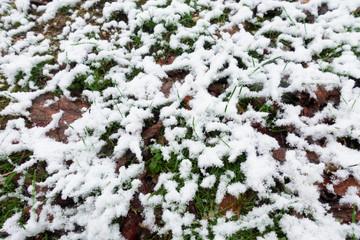 white snow on plants