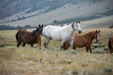 Fototapeta premium Wild Horse Herd