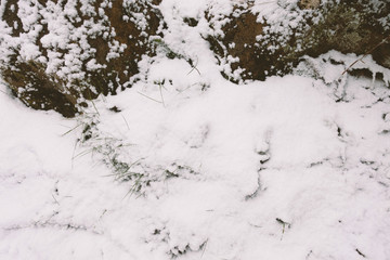 Fototapeta na wymiar blur white snow on plants 