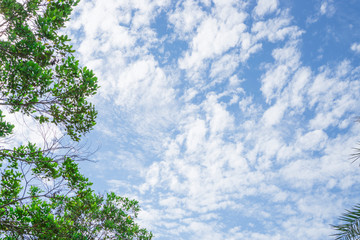 Upward view of soft wave of fluffy white clouds on vivid blue sky, evergreen leafs trees on frame