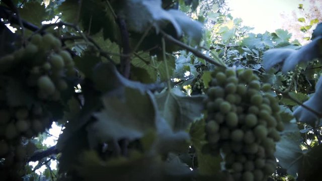 Shooted in slow motion, organic grape tree, leaf and immature green grapes in Chile