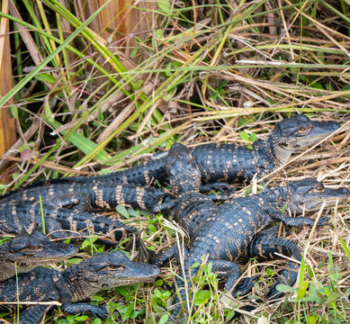 Five baby American Alligators, Alligator mississippiensis, in Everglades National Park, Miami, Florida, USA.