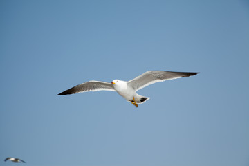 free seagulls