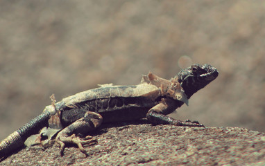 lizard on rock