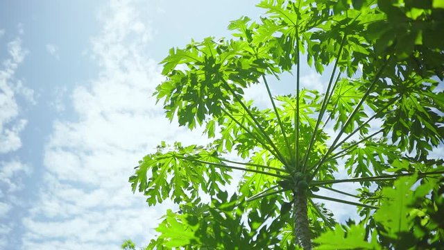 Tall Papaya Tree with Unripe Fruit in Summer 