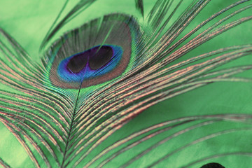 peacock feather