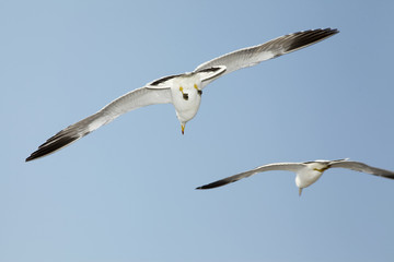 Obraz premium free seagulls