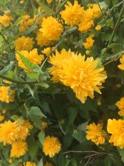 yellow flowers in garden