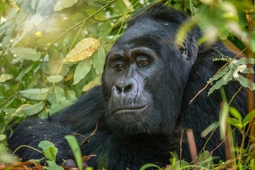Portrait of a wild silverback mountain gorilla (Gorilla beringei beringei) in Uganda.
