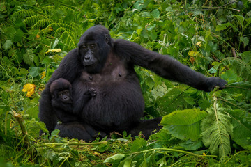 A mother mountain gorilla (Gorilla beringei beringei) holding her infant, in Bwindi Impenetrable National Park, Uganda.