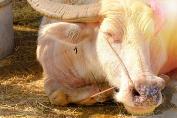 Closeup face of white buffalo animal in thailand.