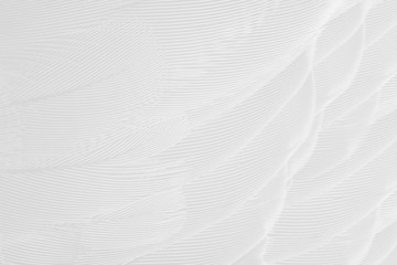 Beautiful white feather wing pattern texture background