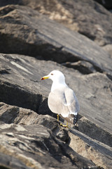 free seagulls