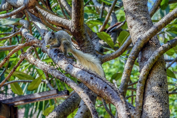 Finlayson's squirrel or the variable squirrel (Callosciurus finlaysoni)
