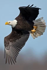 Fotobehang Bald Eagle in Flight with Fish © Brian E Kushner